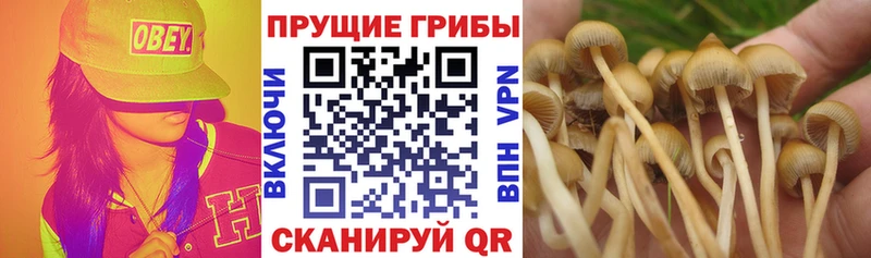 гидра   Яранск  Псилоцибиновые грибы прущие грибы 